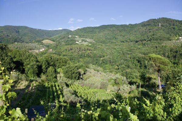 View across the Colli di Luni hills surrounding Maneterra in Liguria, Italy.