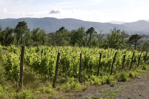 Rows of organically farmed Vermentino vines at Maneterra in Liguria.