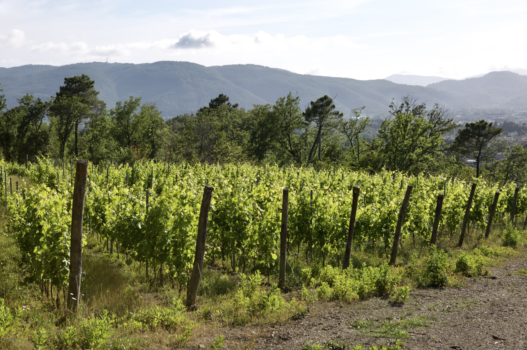Rows of organically farmed Vermentino vines at Maneterra in Liguria.