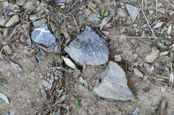 Exposed metamorphic bedrock in Maneterra's hillside vineyards in Liguria.