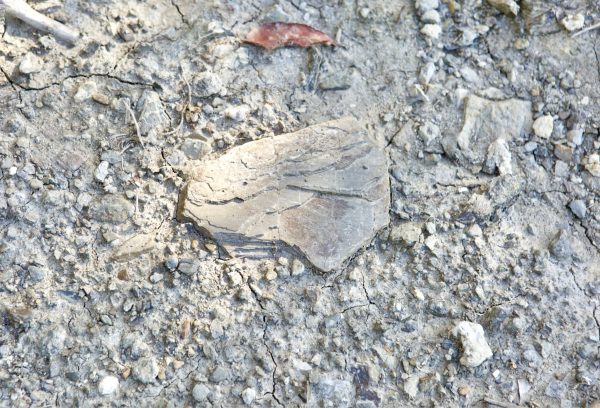 Sedimentary and metamorphic vineyard soils at Maneterra in the Colli di Luni.