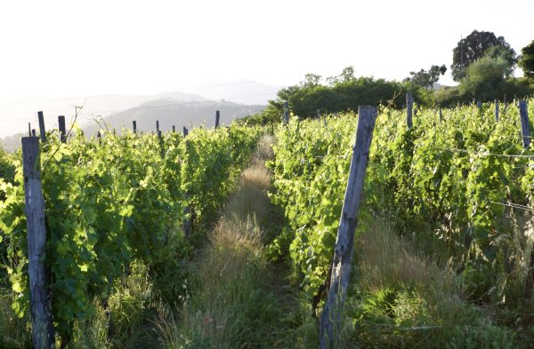 Organic Vermentino vineyards at Maneterra overlooking the Colli di Luni hills.