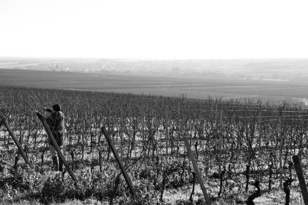 Manu, Weingut Katharina Wechsler, Winter 2024