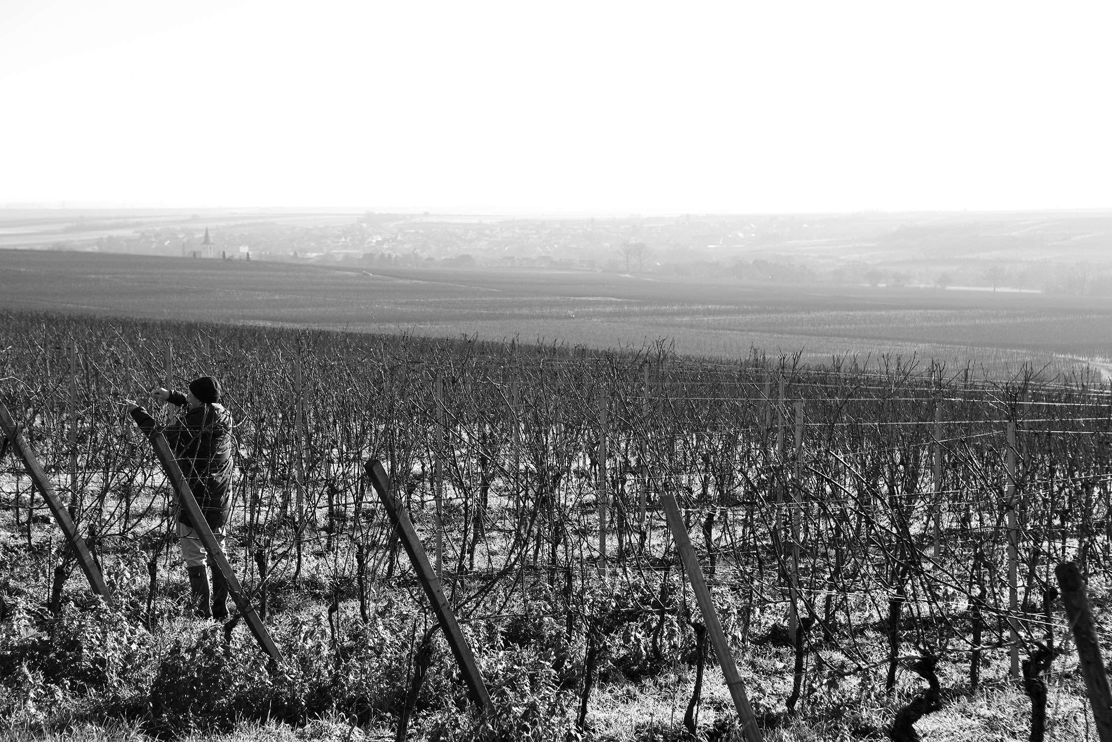 Manu, Weingut Katharina Wechsler, Winter 2024