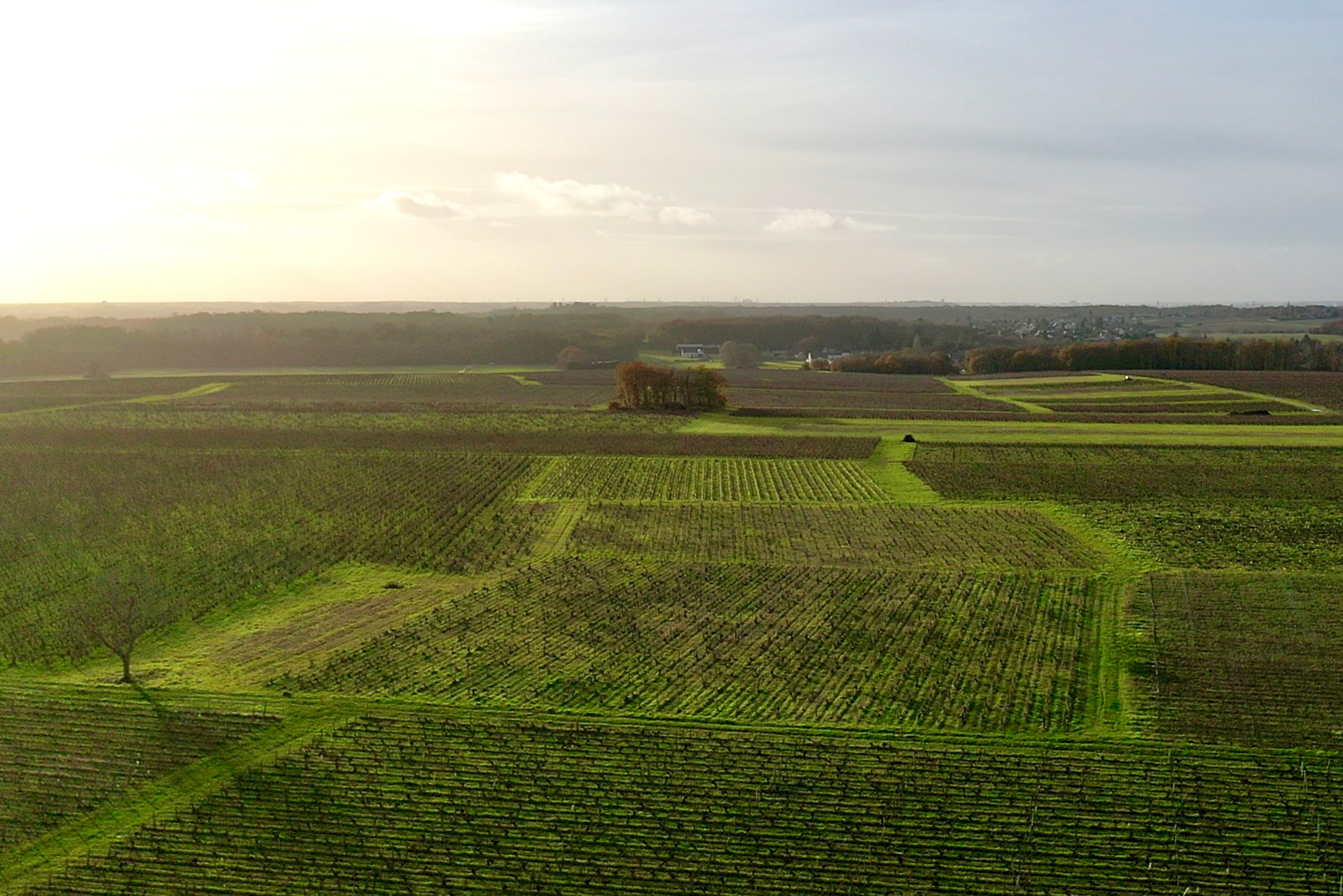 Montlouis-sur-Loire, late Fall 2024