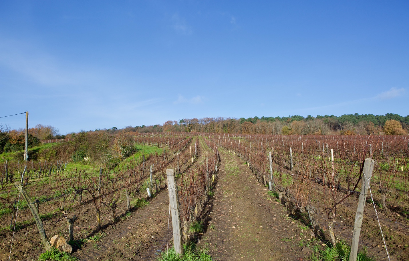 Upper slopes of Bourgueil, clay and rock topsoil on tuffeau bedrock