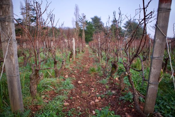 Domaine Chardigny organic viticulture, Leynes, Mâconnais
