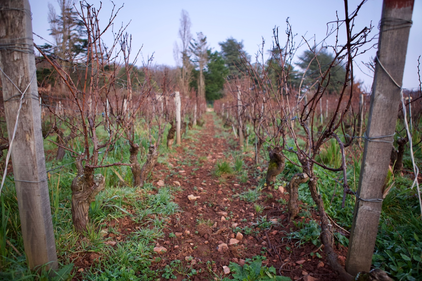 Domaine Chardigny organic viticulture, Leynes, Mâconnais