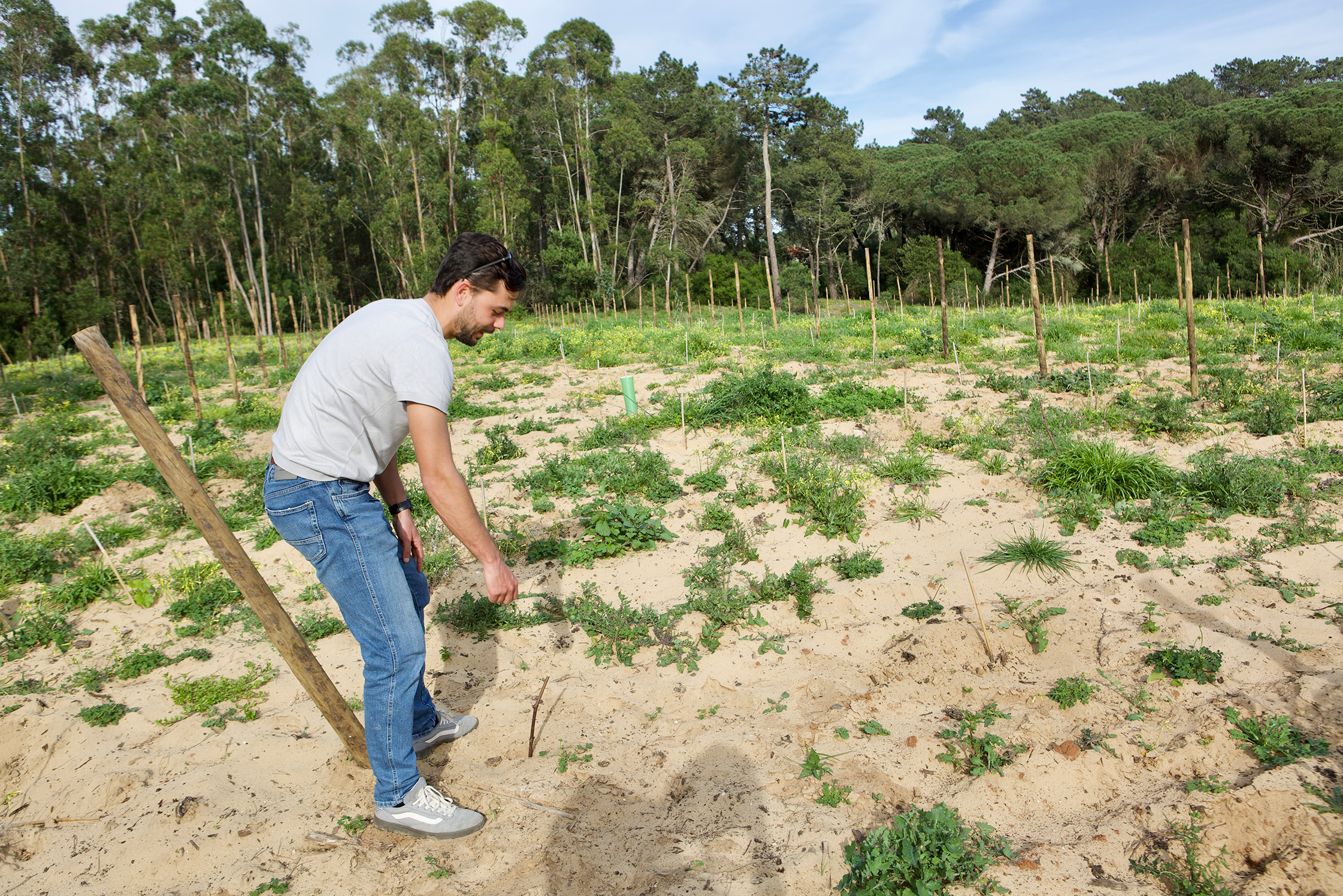 Alex pulling a recently planted ungrafted Ramisco shoot from the sandy soils of Colares