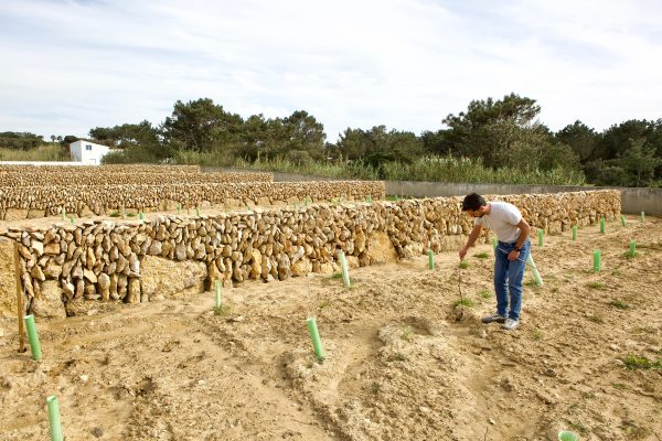 Alex pulling a recently planted ungrafted Ramisco shoot from the sandy soils of Colares