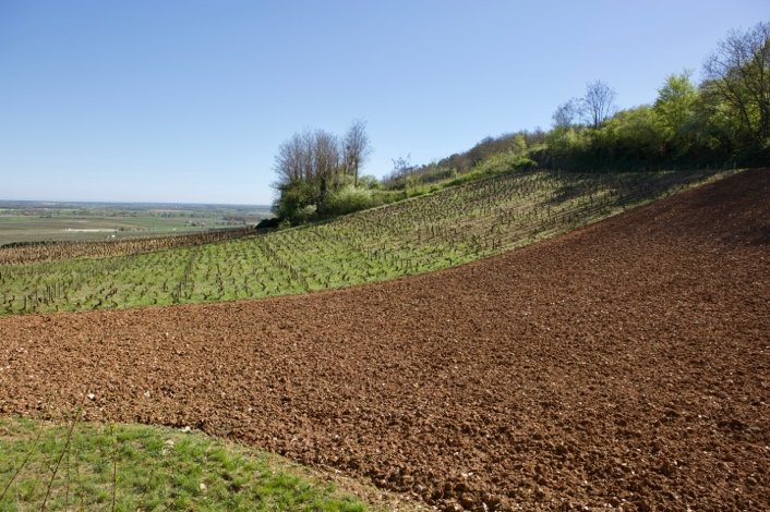 Nuits-Saint-Georges 1er Cru Les Vallerots vineyard