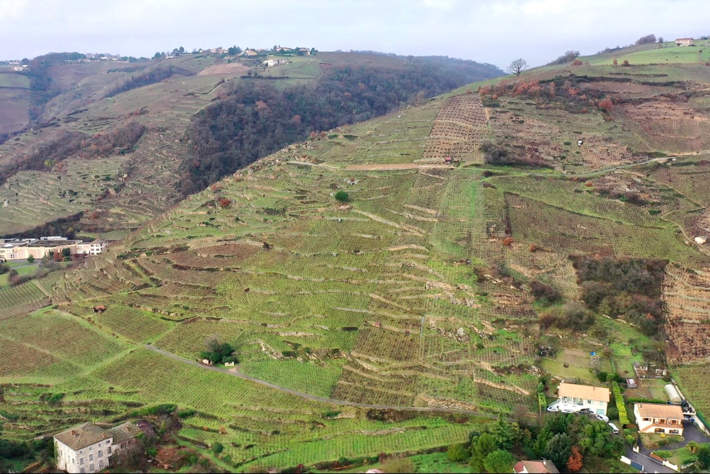 The terraced slopes of Côte-Rôtie