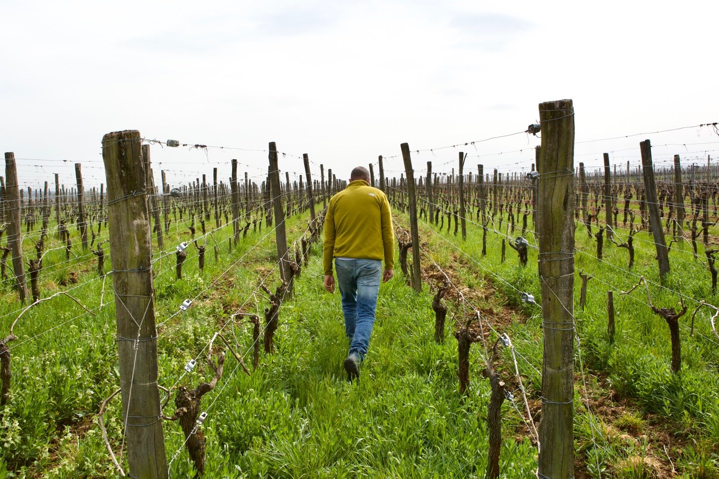 Walking the Hunter McKirdy vineyards