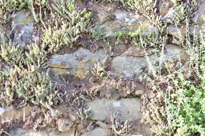 Stone terrace wall with wild herbs at I Fabbri, Lamole