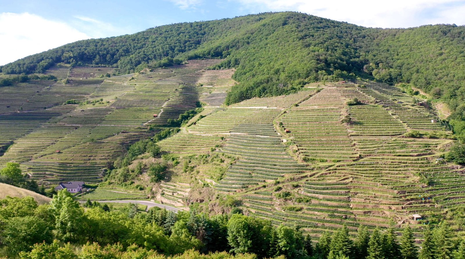 Spitzer Graben's Schön and Bruck vineyards