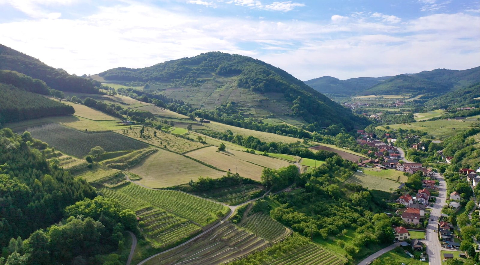 Peter's Viessling vineyard in the Spitzer Graben