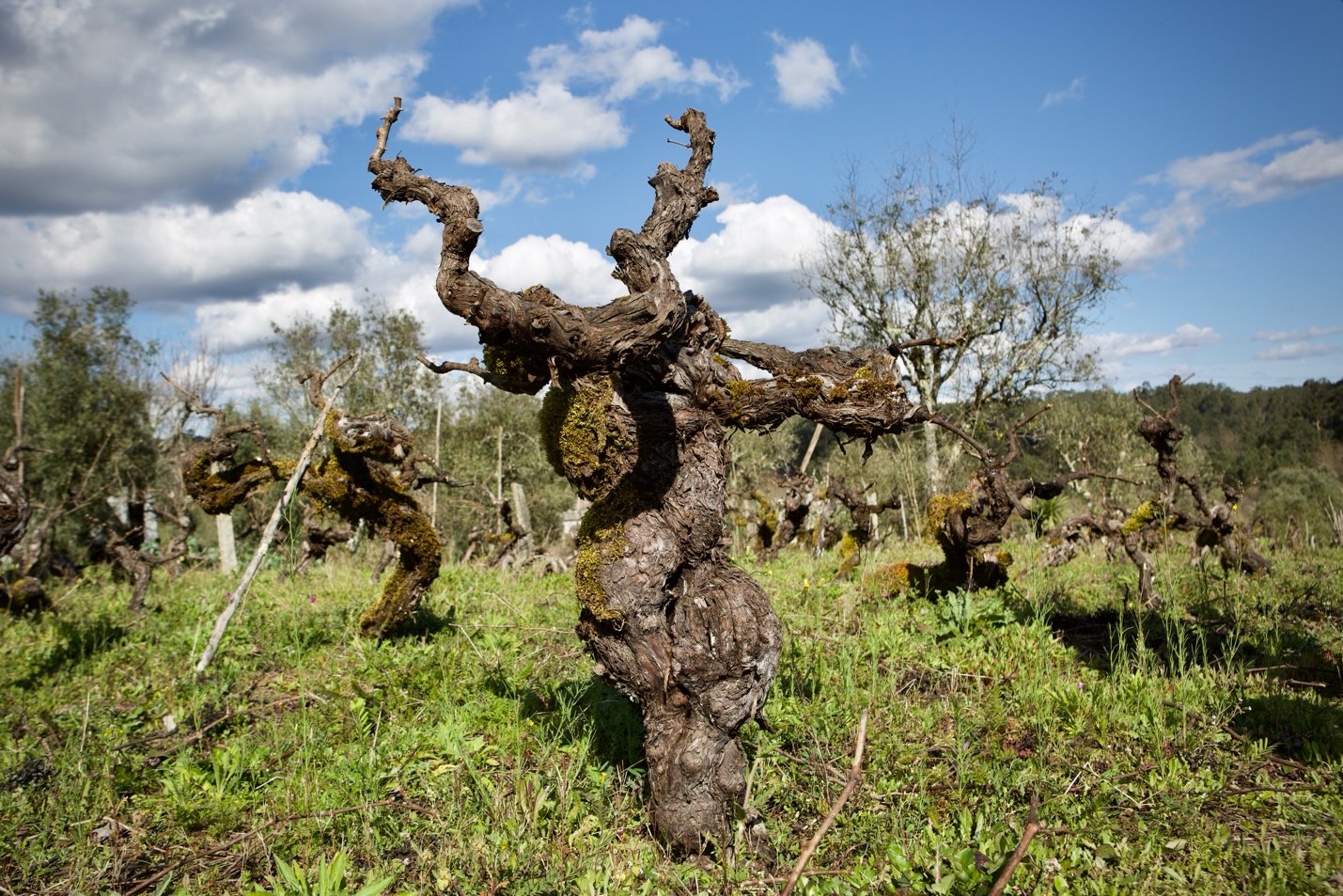 Old gnarled vine in the Dão